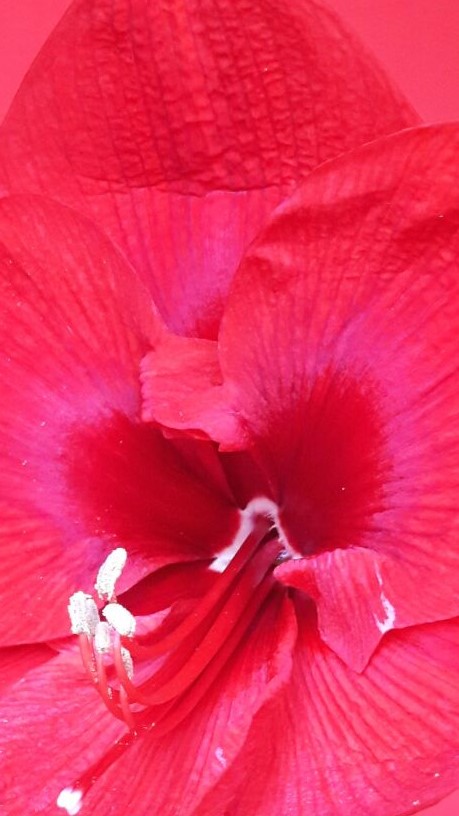 Blume rot